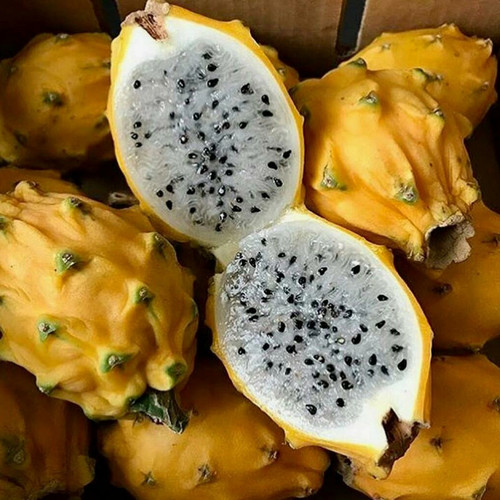 Detail Gambar Buah Naga Kuning Nomer 39