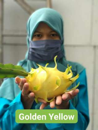 Detail Gambar Buah Naga Kuning Nomer 49