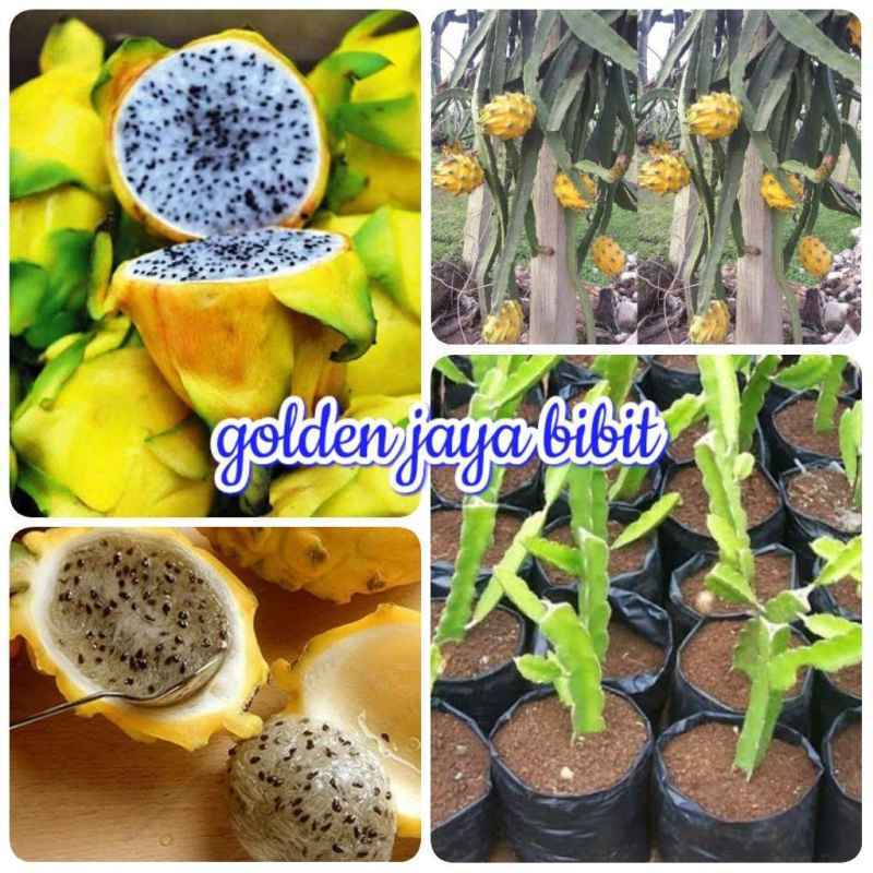 Detail Gambar Buah Naga Kuning Nomer 51