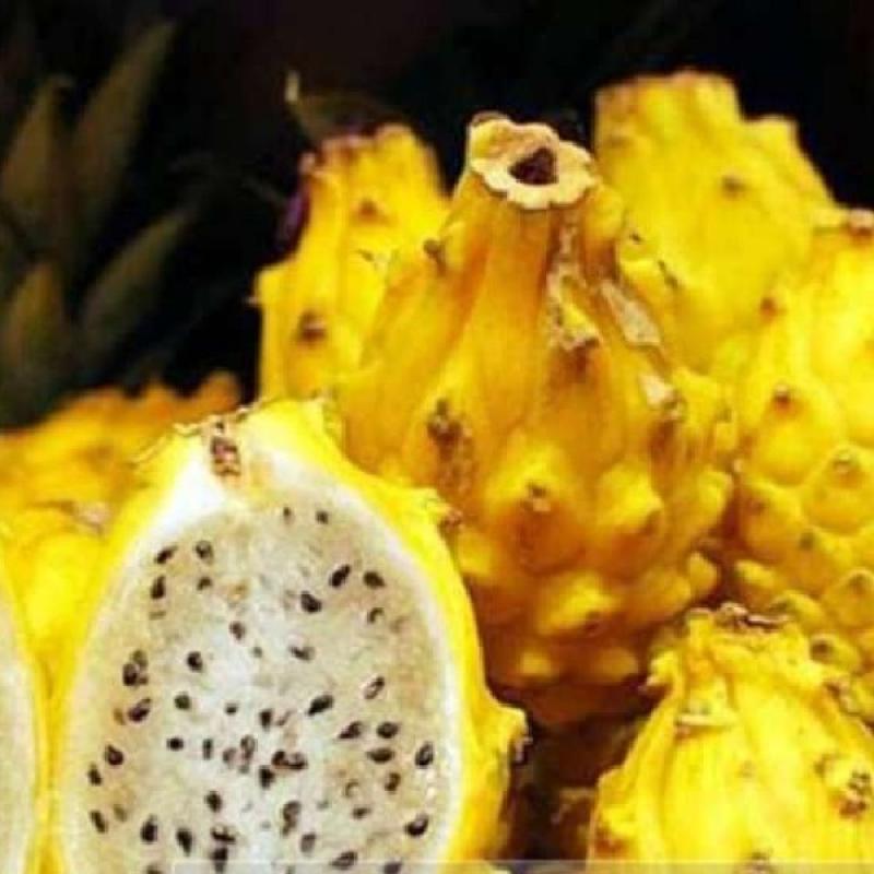 Detail Gambar Buah Naga Kuning Nomer 53