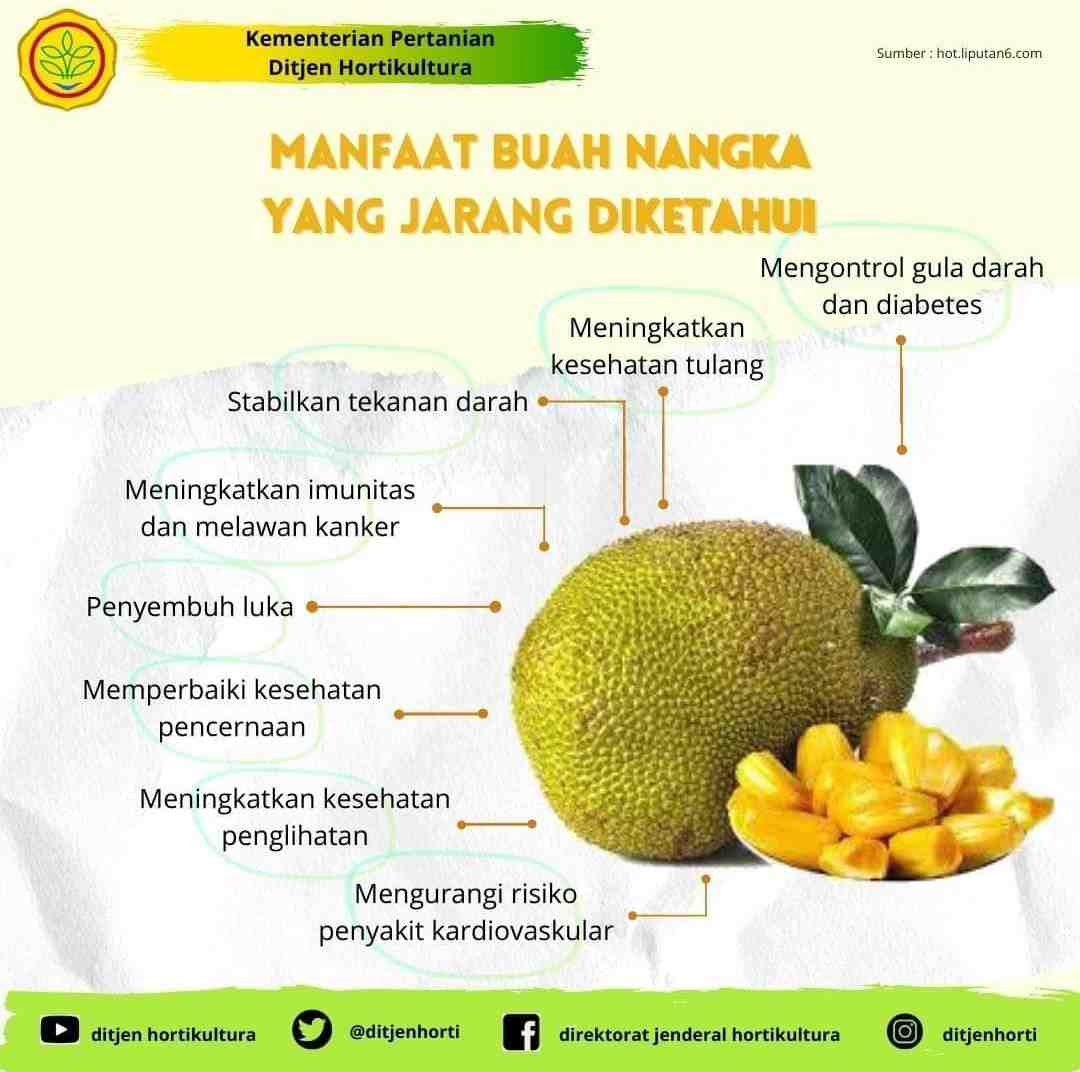 Detail Gambar Buah Nagka Nomer 42