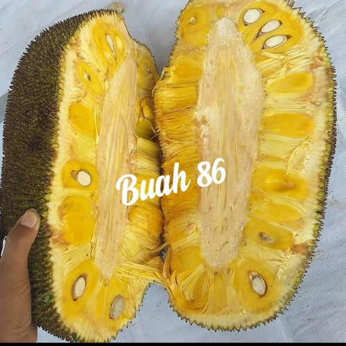 Detail Gambar Buah Nagka Nomer 51