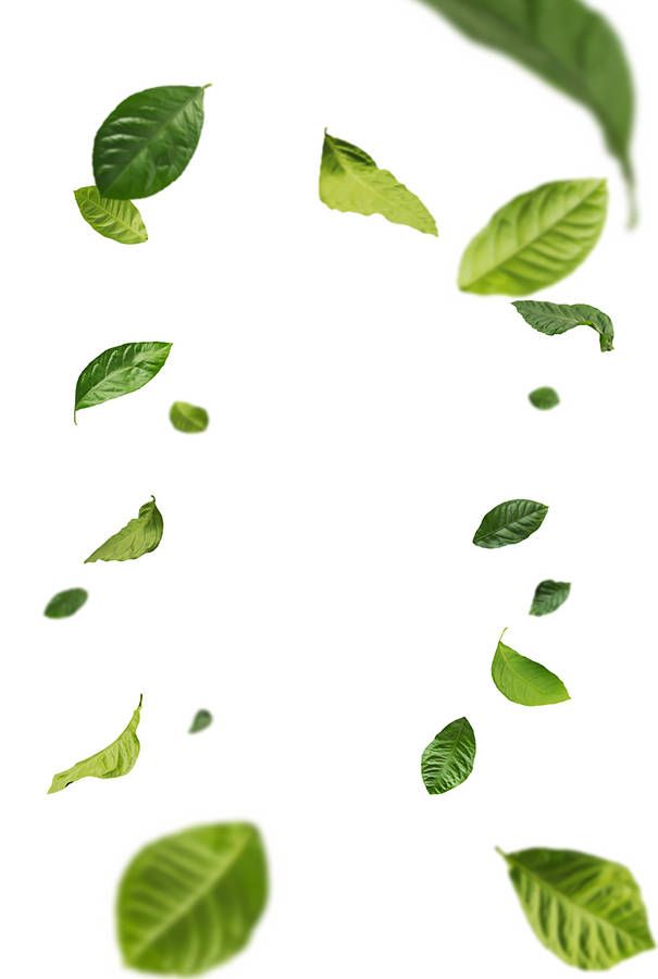 Leaf Overlay - KibrisPDR