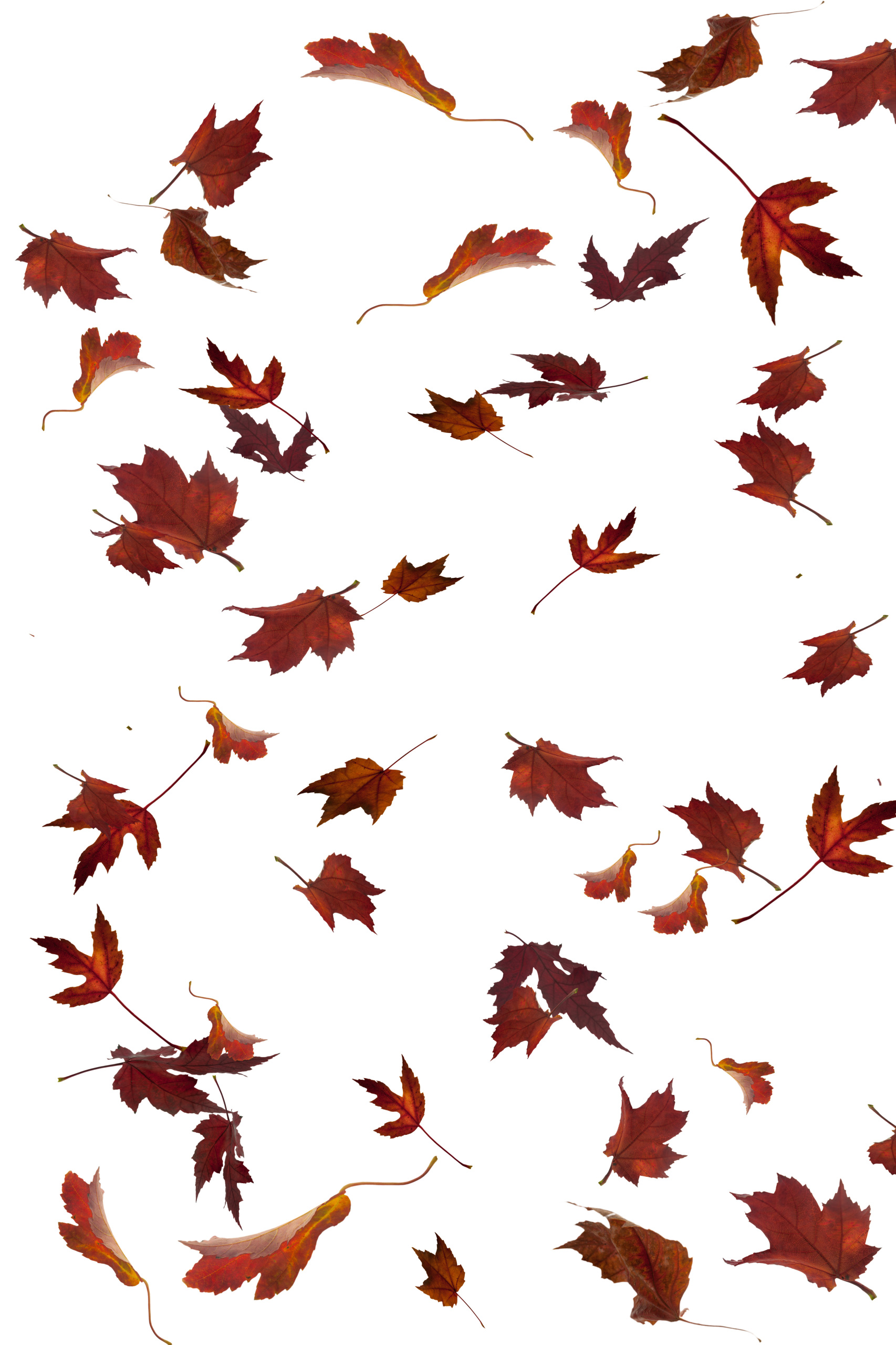 Detail Leaf Overlay Nomer 8