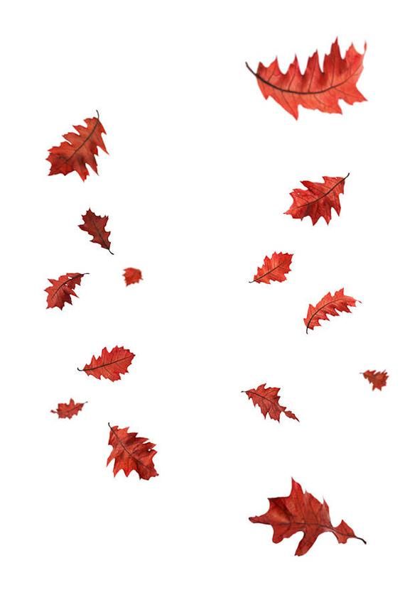 Detail Leaf Overlay Nomer 2