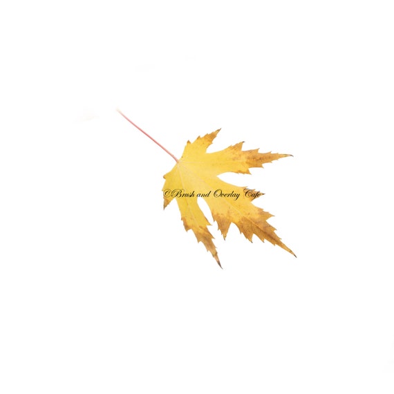Detail Leaf Overlay Nomer 5