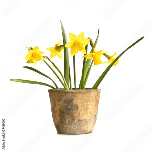 Detail Tulpen Und Osterglocken In Eine Vase Nomer 17