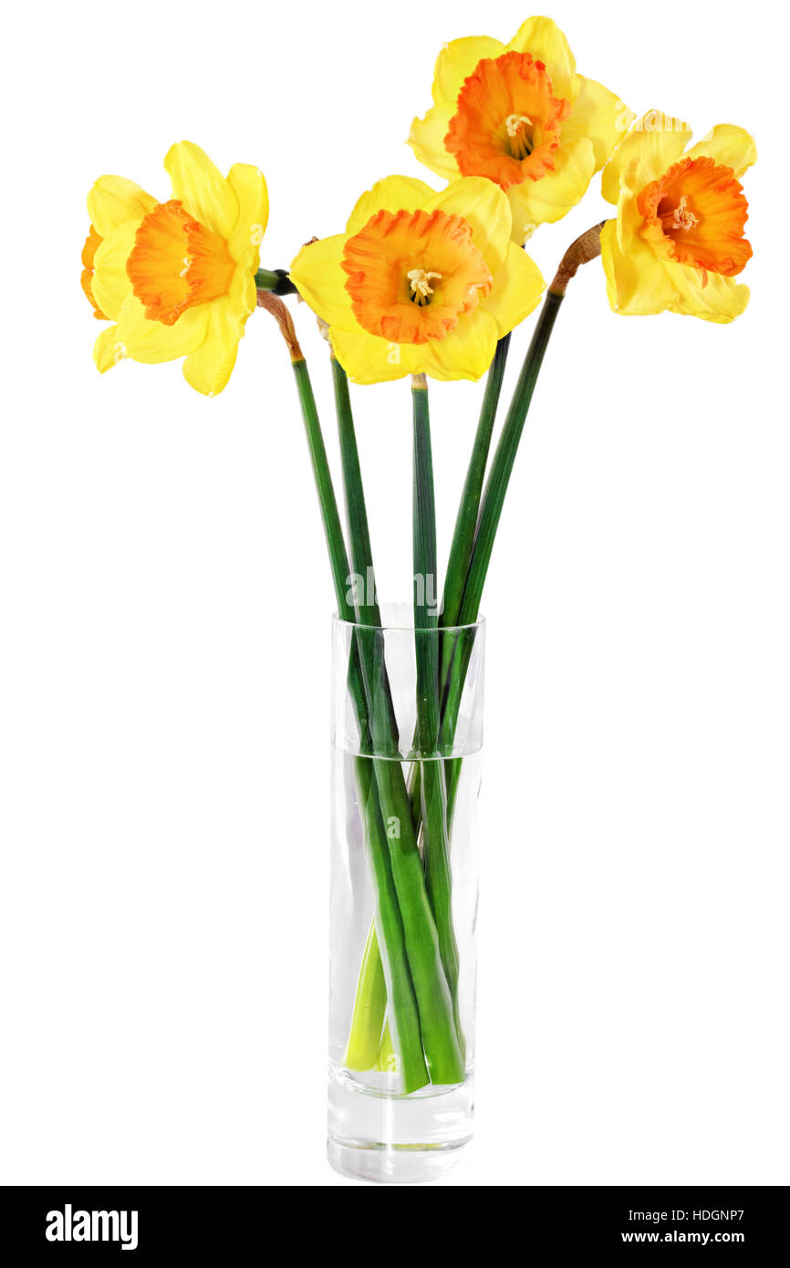 Detail Tulpen Und Osterglocken In Eine Vase Nomer 6