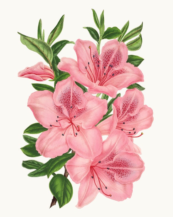 Detail Background Flower Vintage Nomer 12