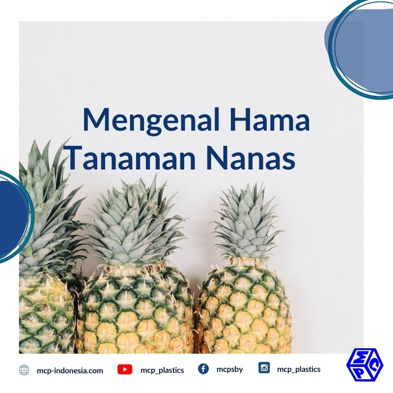 Detail Gambar Buah Nanas Yang Sudah Membusuk Nomer 36