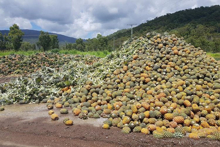 Detail Gambar Buah Nanas Yang Sudah Membusuk Nomer 38