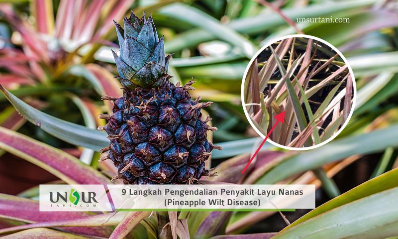 Detail Gambar Buah Nanas Yang Sudah Membusuk Nomer 43