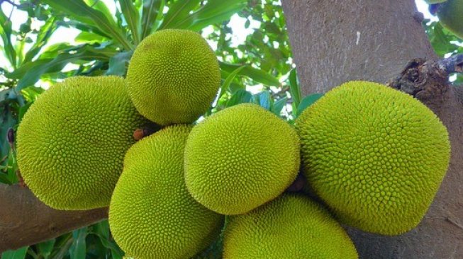 Detail Gambar Buah Nangka Nomer 19