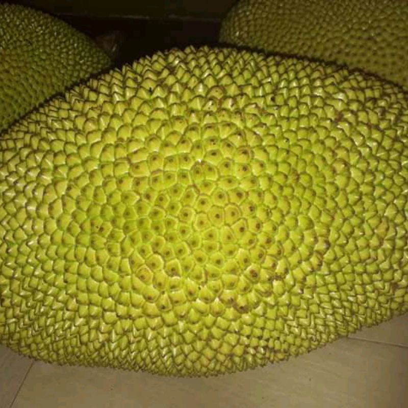 Detail Gambar Buah Nangka Nomer 31