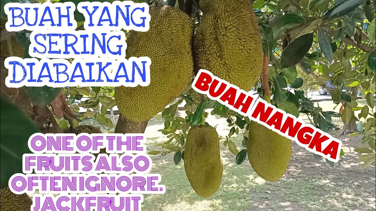 Detail Gambar Buah Nangka Nomer 43