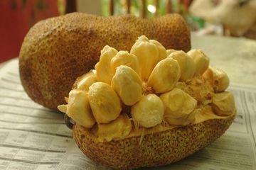 Detail Gambar Buah Nangka Nomer 49