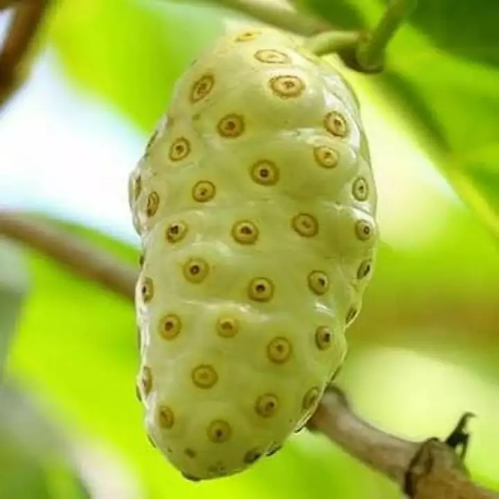 Detail Gambar Buah Pace Nomer 55