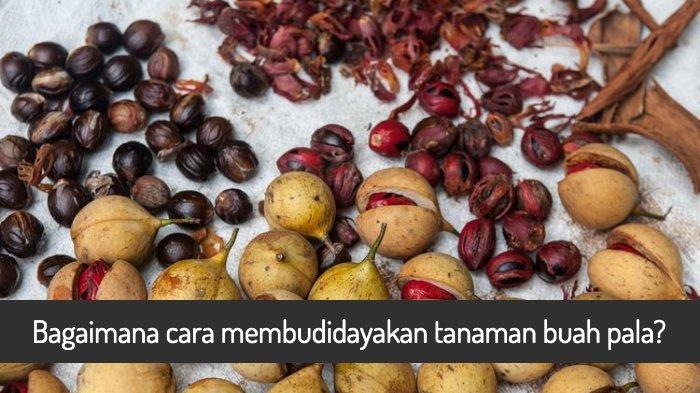 Detail Gambar Buah Pala Nomer 56