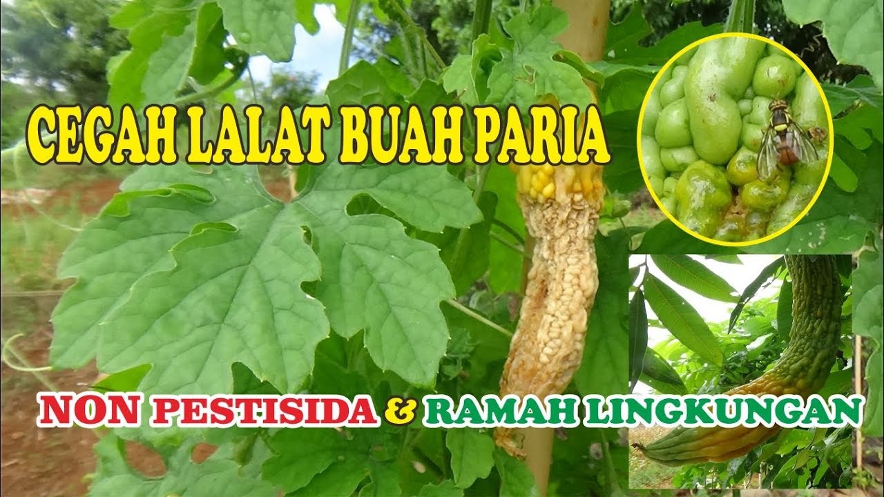 Detail Gambar Buah Pare Nomer 41