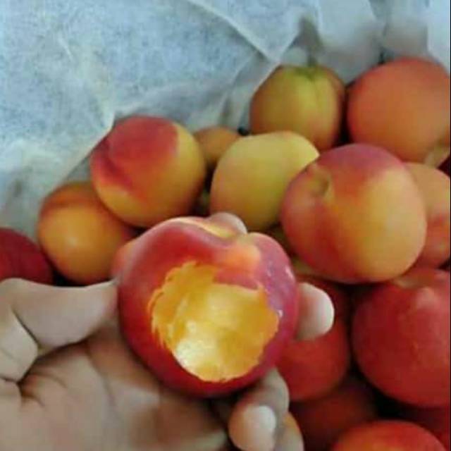 Detail Gambar Buah Peach Nomer 26