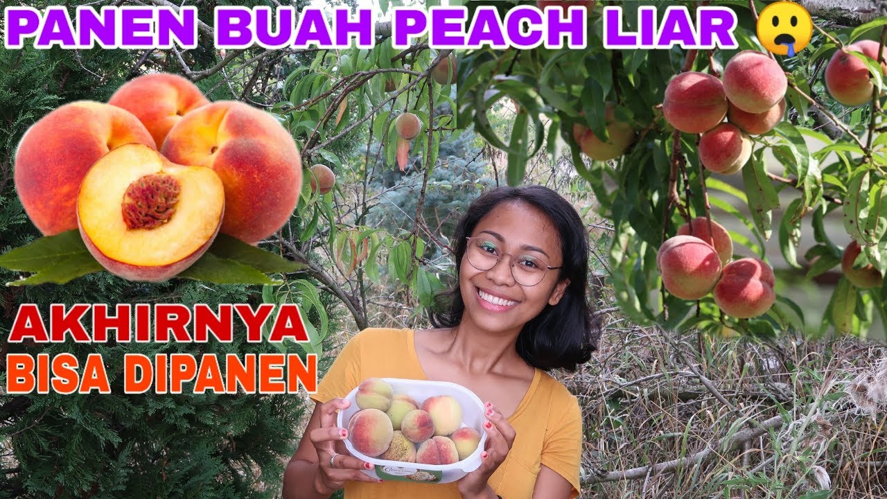 Detail Gambar Buah Peach Nomer 5