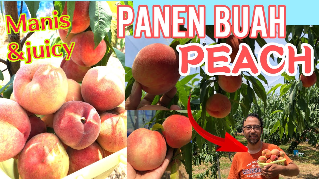 Detail Gambar Buah Peach Nomer 46