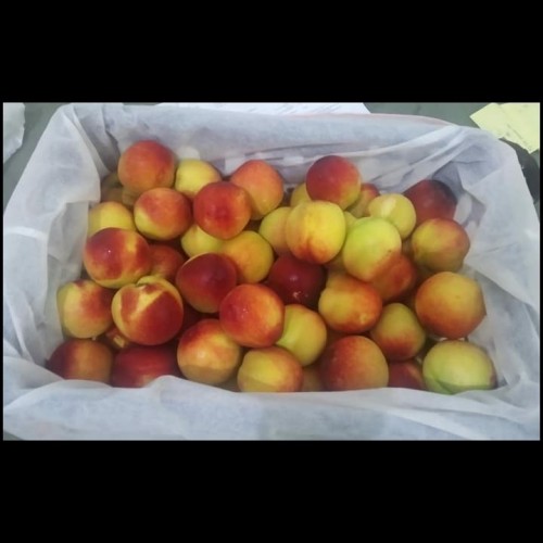 Detail Gambar Buah Peach Nomer 50