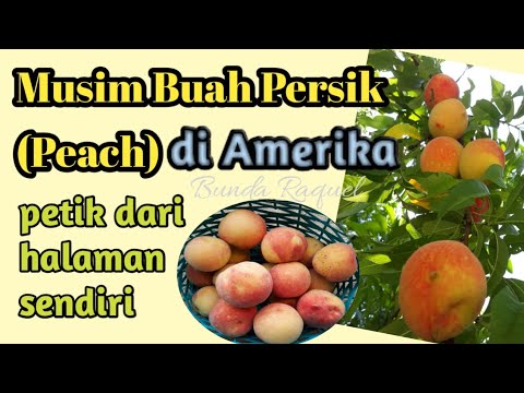 Detail Gambar Buah Peach Nomer 52