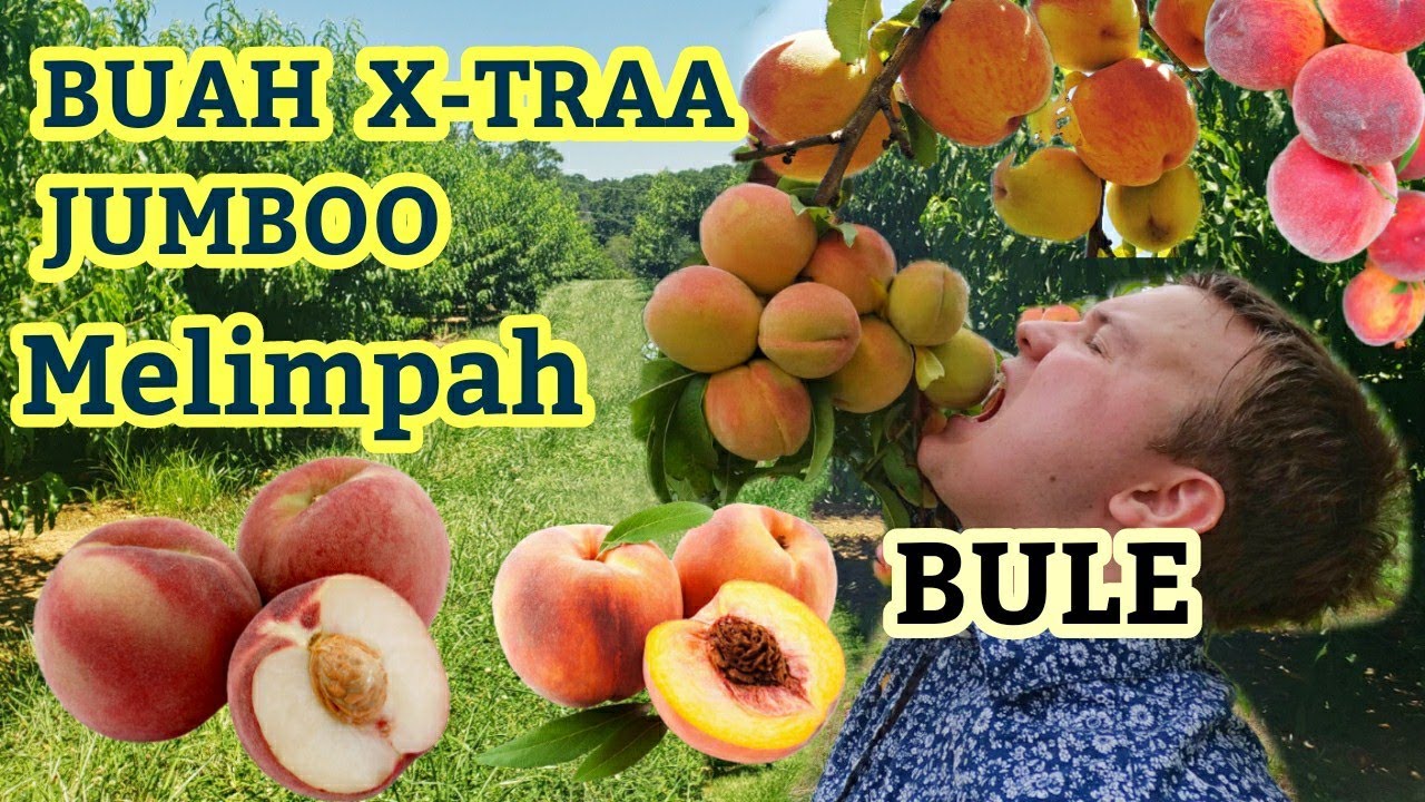 Detail Gambar Buah Peach Nomer 7