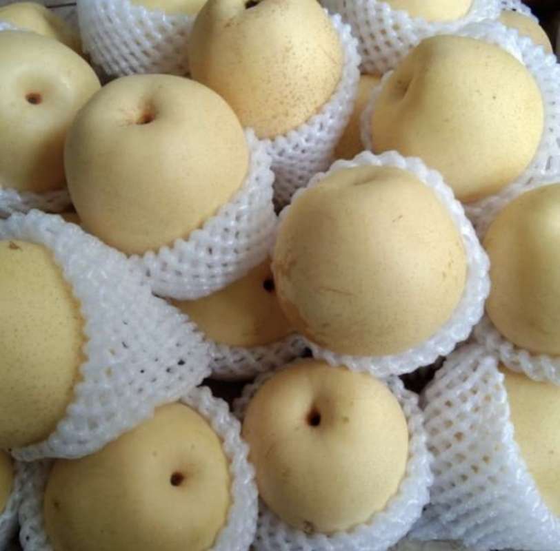 Detail Gambar Buah Pear Nomer 20