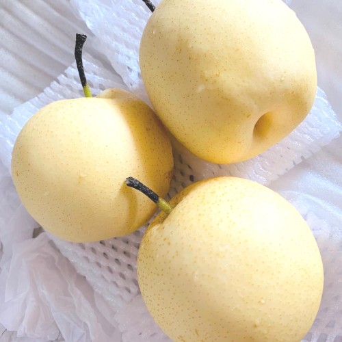 Detail Gambar Buah Pear Nomer 47