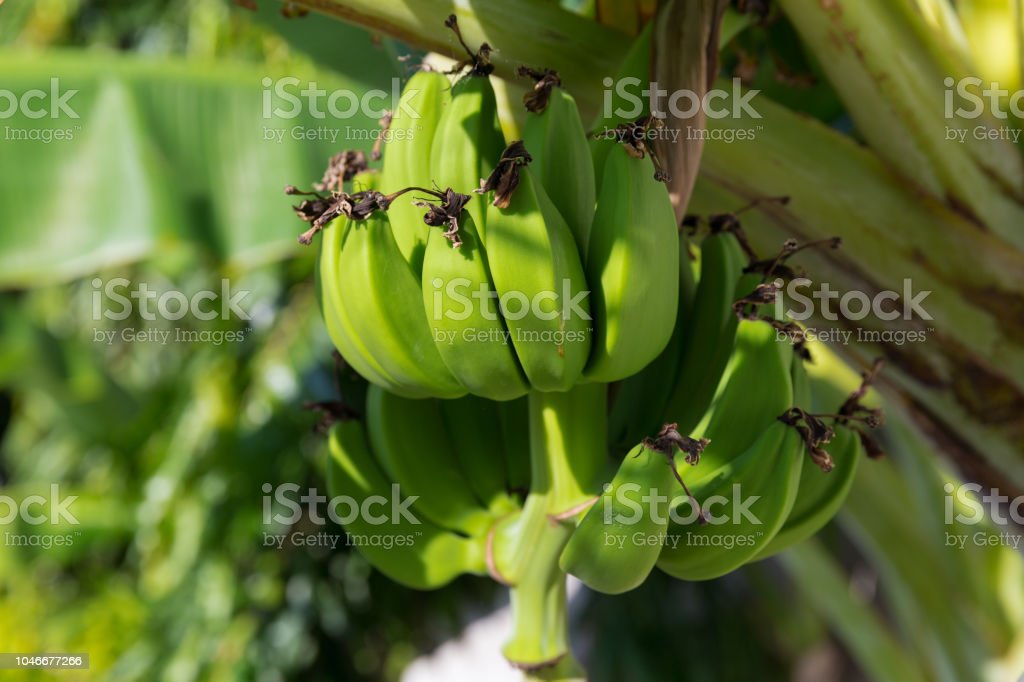 Detail Gambar Buah Pisang Segar Nomer 36