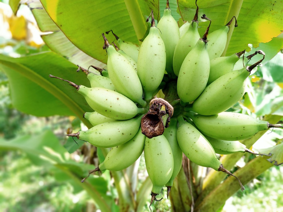 Detail Gambar Buah Pisang Segar Nomer 38