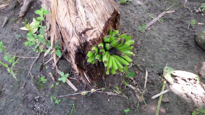 Detail Gambar Buah Pisang Yang Sudah Membusuk Nomer 12