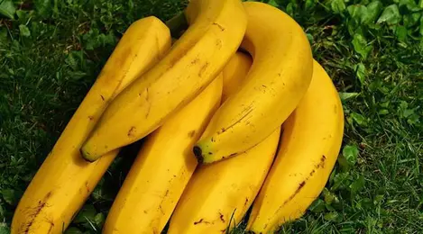 Detail Gambar Buah Pisang Yang Sudah Membusuk Nomer 27