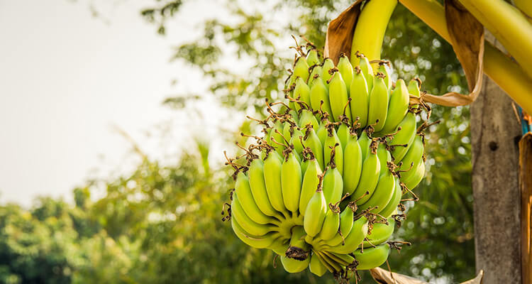 Detail Gambar Buah Pisang Yang Sudah Membusuk Nomer 39