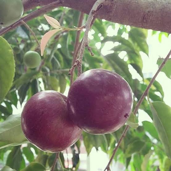 Detail Gambar Buah Plum Nomer 46