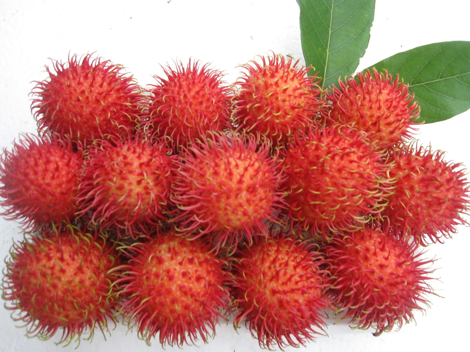 Detail Gambar Buah Rambutan Nomer 16