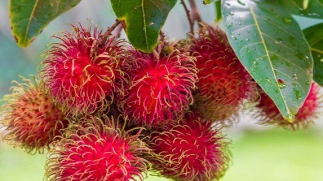 Detail Gambar Buah Rambutan Nomer 3