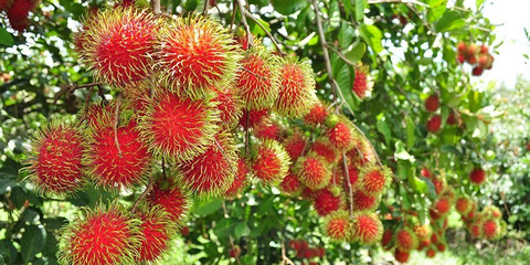 Detail Gambar Buah Rambutan Nomer 20