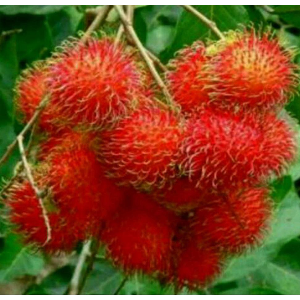 Detail Gambar Buah Rambutan Nomer 21