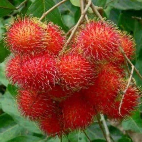 Detail Gambar Buah Rambutan Nomer 29