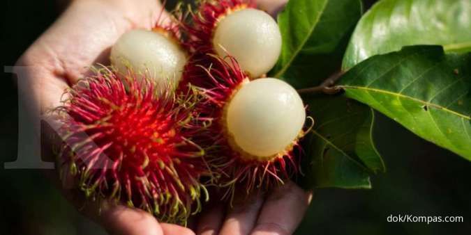 Detail Gambar Buah Rambutan Nomer 30