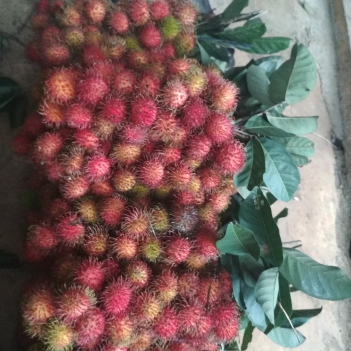 Detail Gambar Buah Rambutan Nomer 34