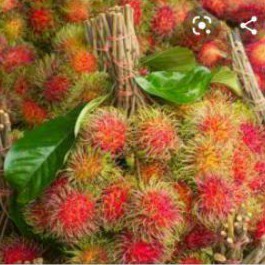 Detail Gambar Buah Rambutan Nomer 38