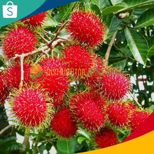 Detail Gambar Buah Rambutan Nomer 40