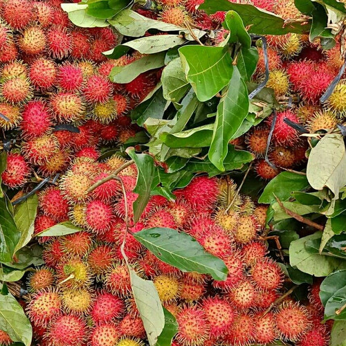 Detail Gambar Buah Rambutan Nomer 41