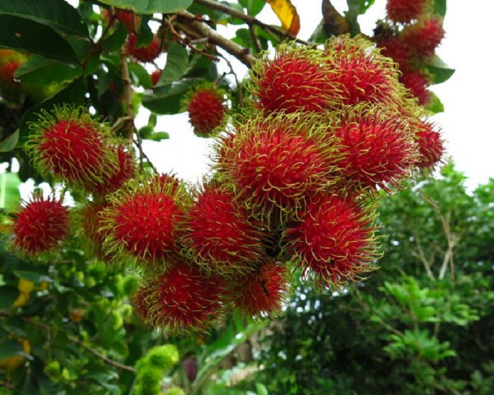 Detail Gambar Buah Rambutan Nomer 49