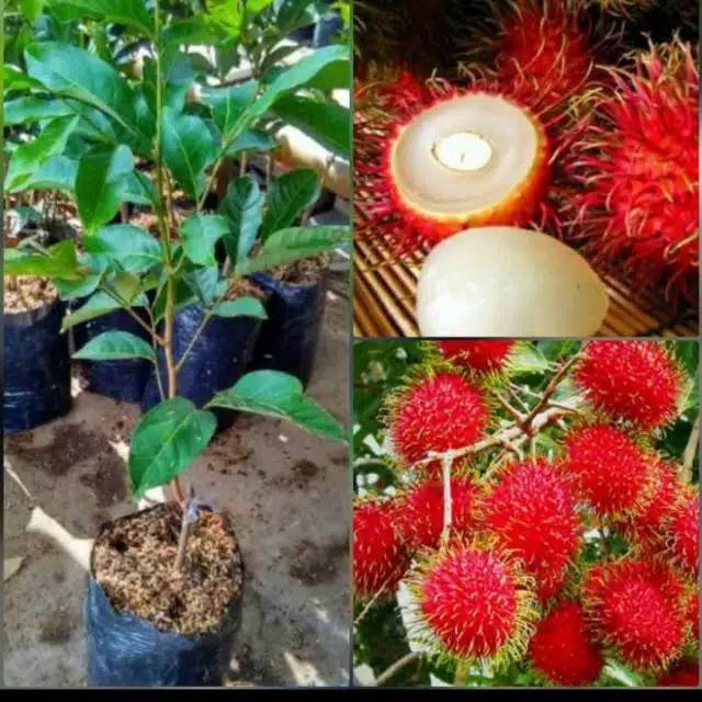 Download Gambar Buah Rambutan Gambar Buah Anggur Nomer 2