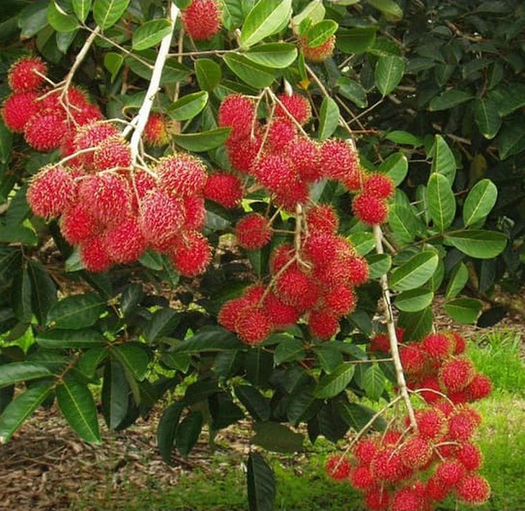 Detail Gambar Buah Rambutan Gambar Buah Anggur Nomer 16